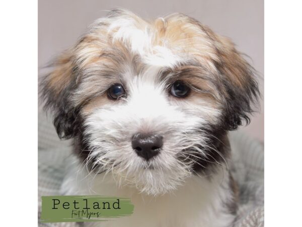 Havanese--Male---Petland Fort Myers, Florida