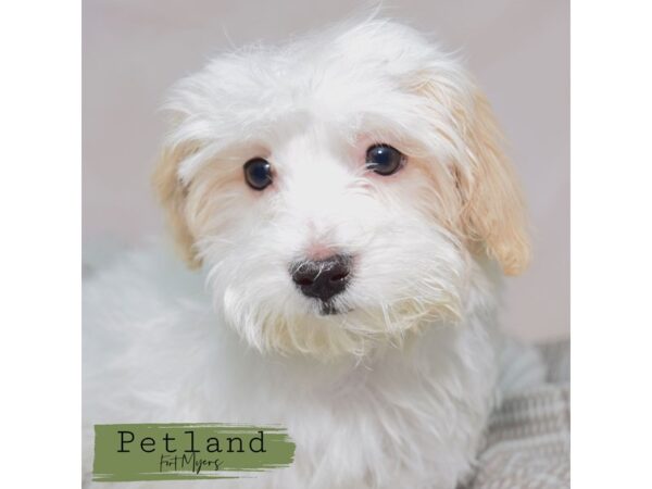 Havanese--Female---Petland Fort Myers, Florida