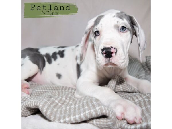 Great Dane--Female---Petland Fort Myers, Florida