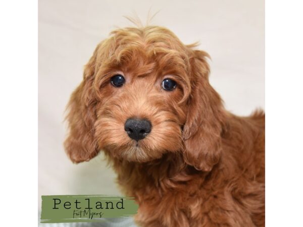 Goldendoodle Mini--Female---Petland Fort Myers, Florida