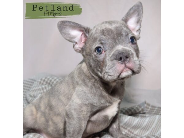 French Bulldog--Male---Petland Fort Myers, Florida