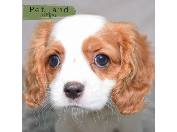Cavalier King Charles Spaniel--Female---Petland Fort Myers, Florida