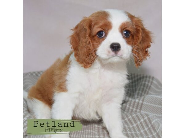 Cavalier King Charles Spaniel--Male---Petland Fort Myers, Florida
