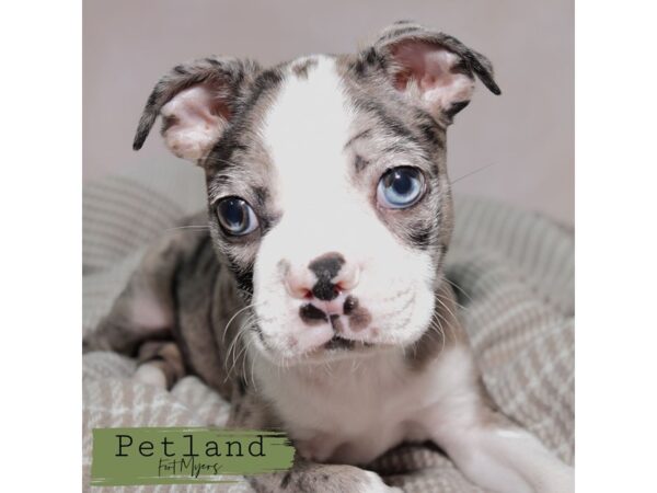 Boston Terrier--Male---Petland Fort Myers, Florida