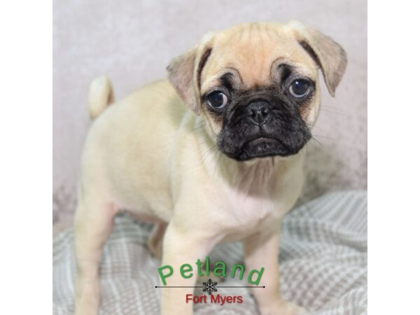Pug--Female---Petland Fort Myers, Florida