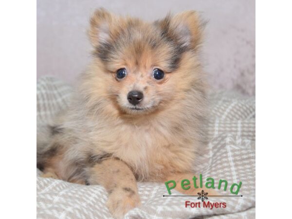 Pomeranian--Female---Petland Fort Myers, Florida