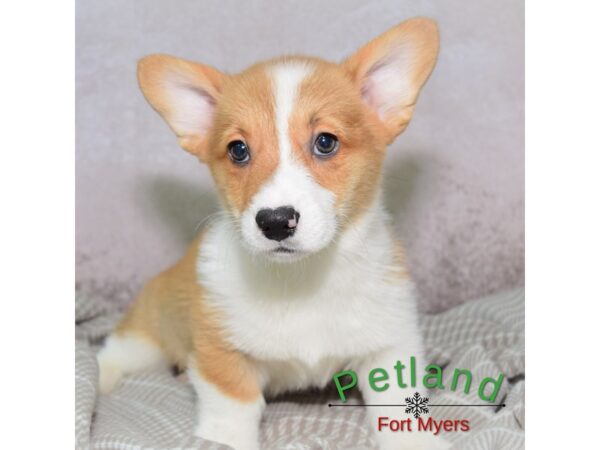 Pembroke Welsh Corgi--Male---Petland Fort Myers, Florida