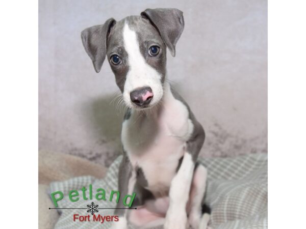 Italian Greyhound--Male---Petland Fort Myers, Florida