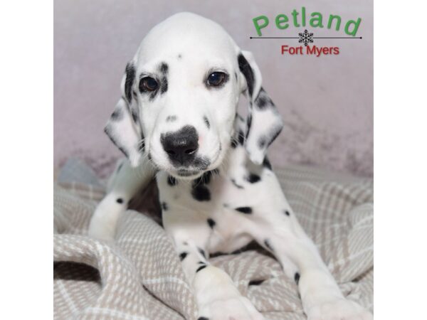Dalmatian--Female---Petland Fort Myers, Florida
