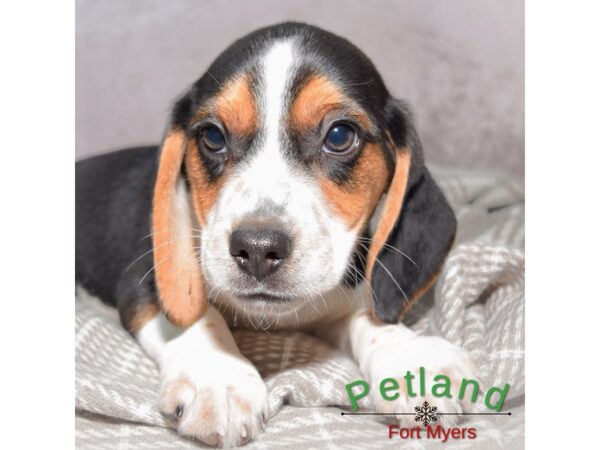 Beagle--Male---Petland Fort Myers, Florida