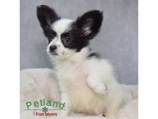 Papillon--Male---Petland Fort Myers, Florida