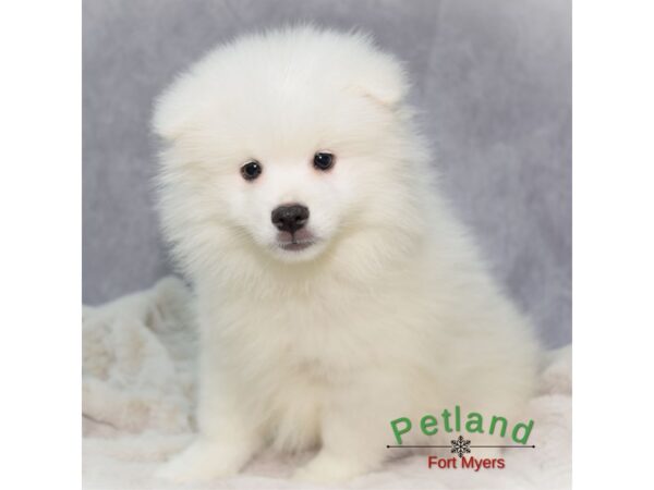 American Eskimo--Male---Petland Fort Myers, Florida