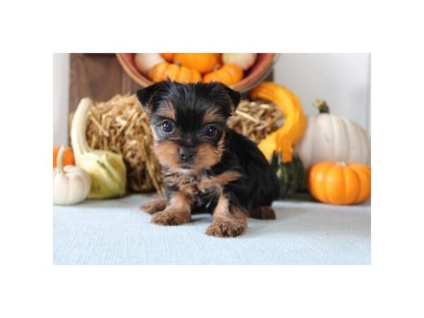 Yorkshire Terrier--Female---Petland Fort Myers, Florida
