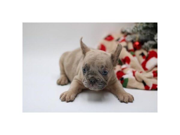 French Bulldog--Male---Petland Fort Myers, Florida