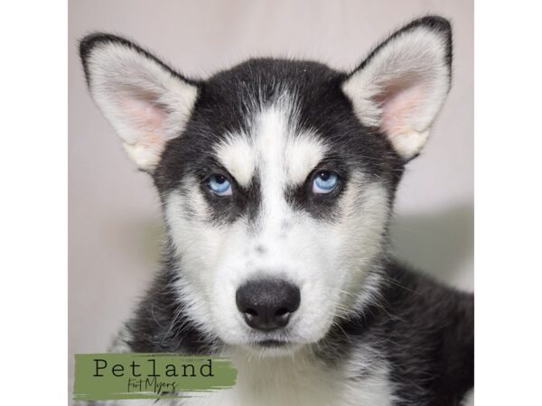 Siberian Husky--Female---Petland Fort Myers, Florida
