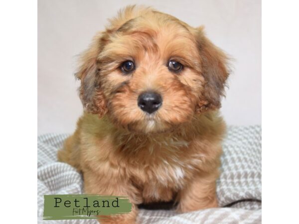 Whoodle--Female---Petland Fort Myers, Florida