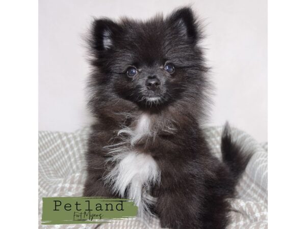 Pomeranian--Female---Petland Fort Myers, Florida