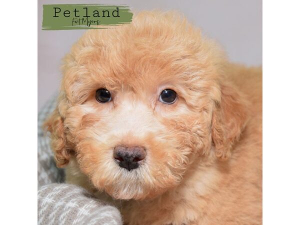 Goldendoodle Mini--Male---Petland Fort Myers, Florida
