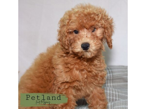 Goldendoodle Mini--Female---Petland Fort Myers, Florida