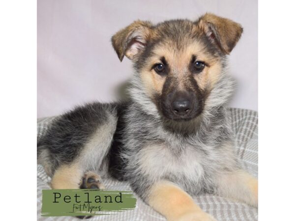 German Shepherd--Female---Petland Fort Myers, Florida