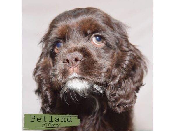 Cocker Spaniel--Female---Petland Fort Myers, Florida