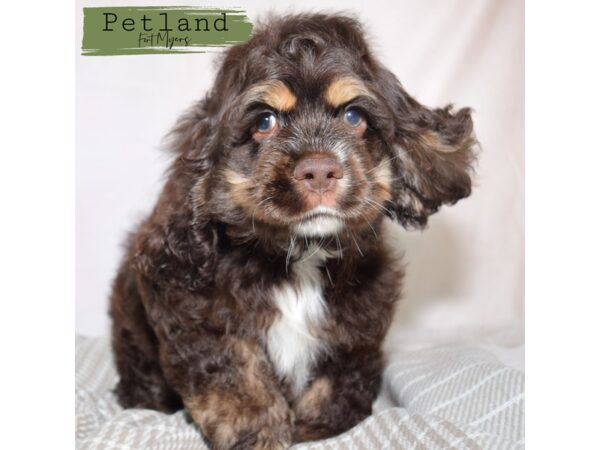 Cocker Spaniel--Male---Petland Fort Myers, Florida