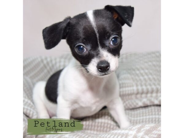 Chihuahua--Male---Petland Fort Myers, Florida