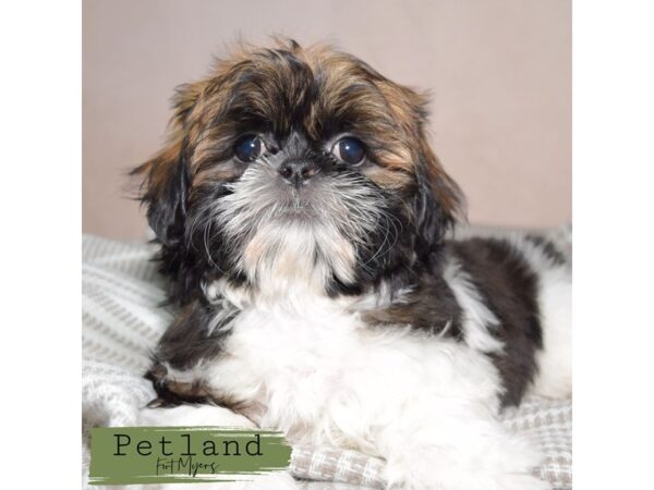Shih Tzu--Male---Petland Fort Myers, Florida
