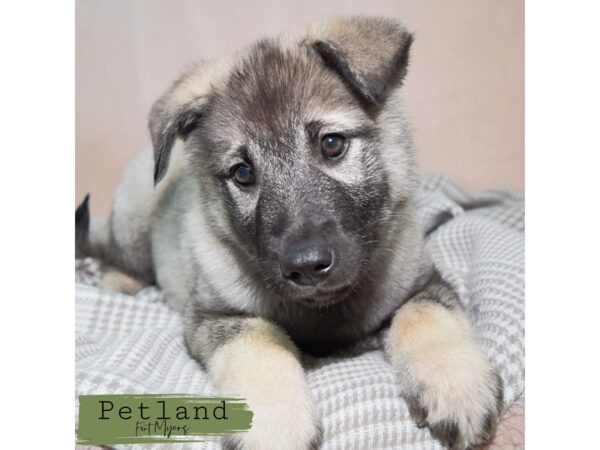 Norwegian Elkhound--Male---Petland Fort Myers, Florida