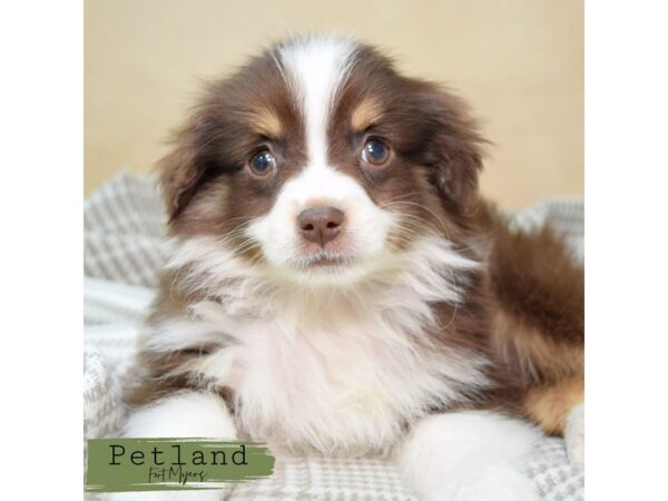 Miniature Australian Shepherd--Male---Petland Fort Myers, Florida