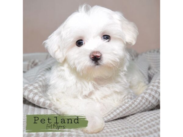 Maltese--Male---Petland Fort Myers, Florida