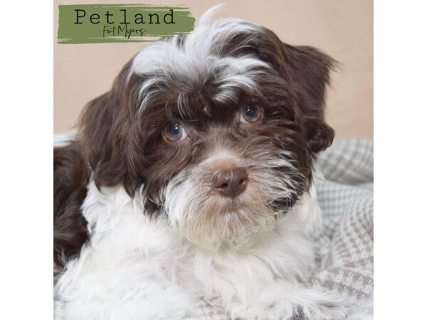 Havanese--Male---Petland Fort Myers, Florida