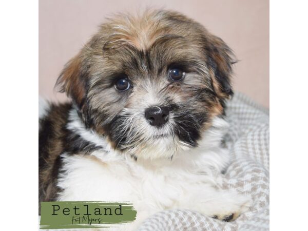 Havanese--Female---Petland Fort Myers, Florida