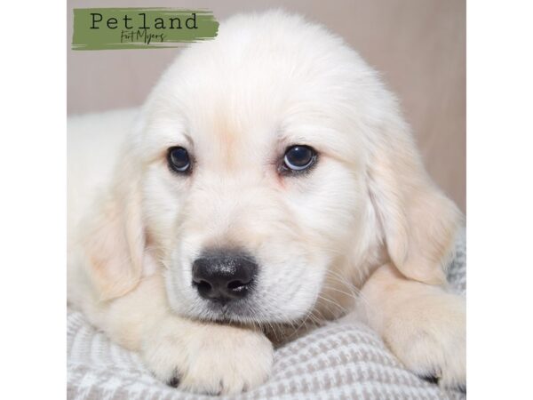 Golden Retriever--Male---Petland Fort Myers, Florida