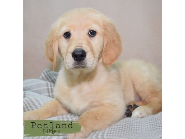 Golden Retriever--Female---Petland Fort Myers, Florida