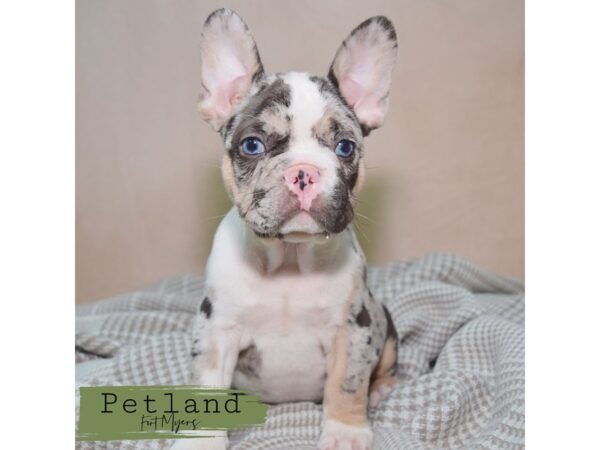 French Bulldog--Male---Petland Fort Myers, Florida