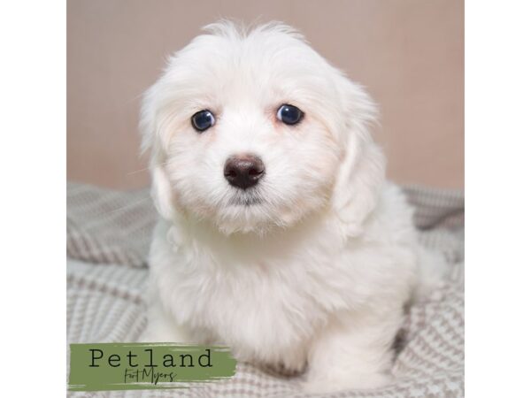 Coton De Tulear--Female---Petland Fort Myers, Florida