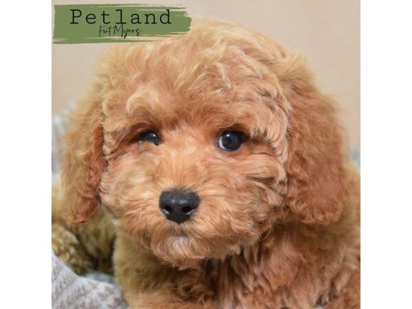 Cavapoo--Male---Petland Fort Myers, Florida