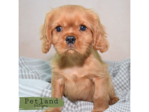 Cavalier King Charles Spaniel--Male---Petland Fort Myers, Florida