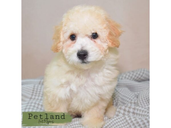 Bichapoo--Male---Petland Fort Myers, Florida
