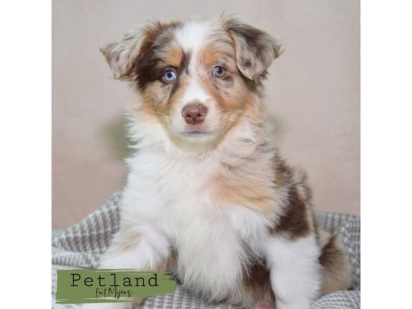 Australian Shepherd--Female---Petland Fort Myers, Florida