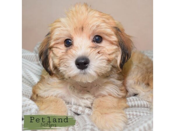 Yochon--Female---Petland Fort Myers, Florida