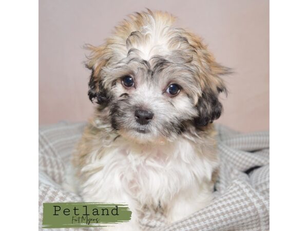 Teddy Bear--Female---Petland Fort Myers, Florida