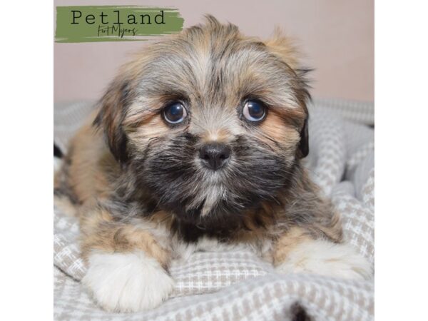 Lhasa Apso--Female---Petland Fort Myers, Florida