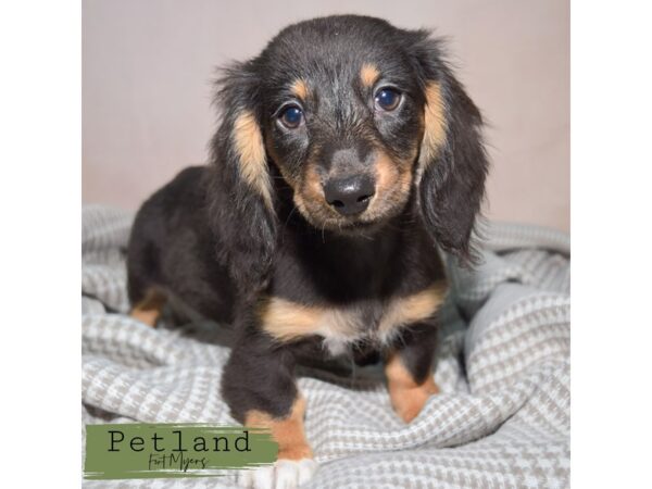 Dachshund--Female---Petland Fort Myers, Florida