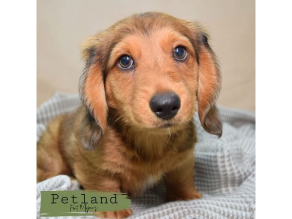 Dachshund--Male---Petland Fort Myers, Florida