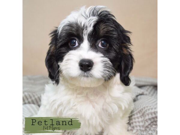 Cavapoo--Male---Petland Fort Myers, Florida
