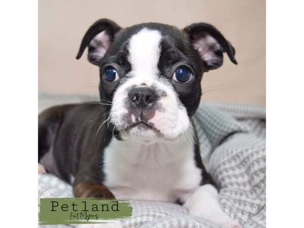 Boston Terrier--Female---Petland Fort Myers, Florida
