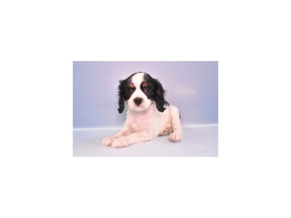 Cavalier King Charles Spaniel--Female---Petland Fort Myers, Florida