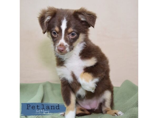 Miniature Australian Shepherd--Female---Petland Fort Myers, Florida
